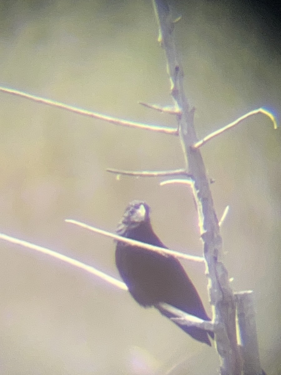 Groove-billed Ani - ML643720188