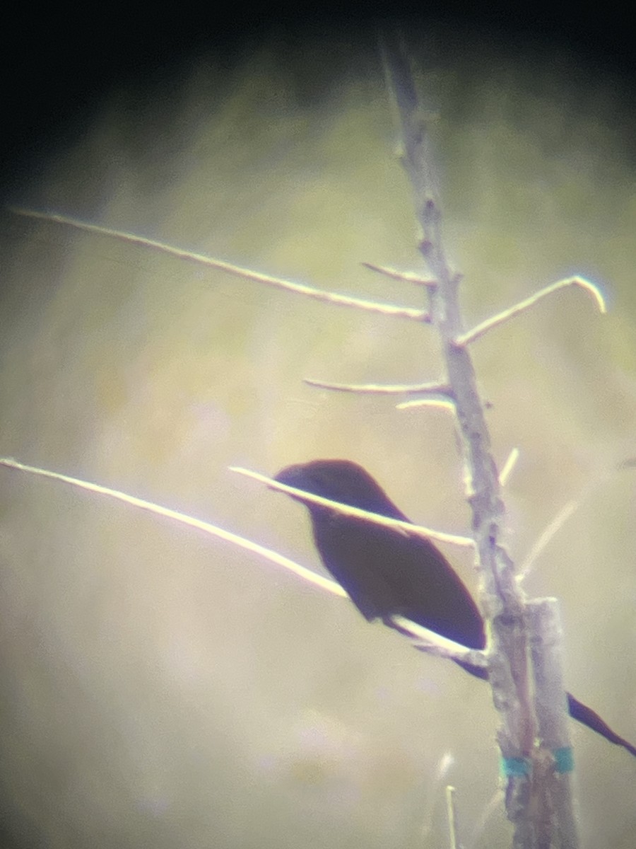 Groove-billed Ani - ML643720189