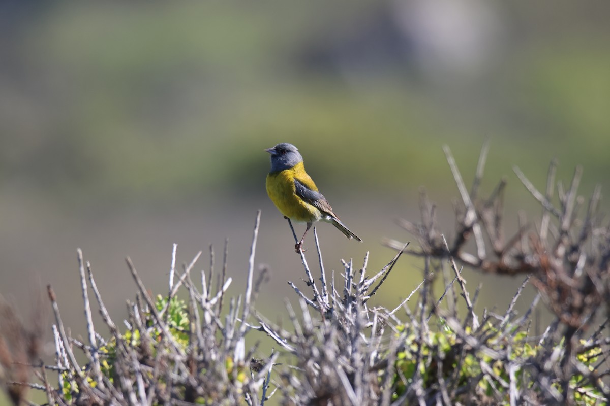 Gray-hooded Sierra Finch - ML643720204