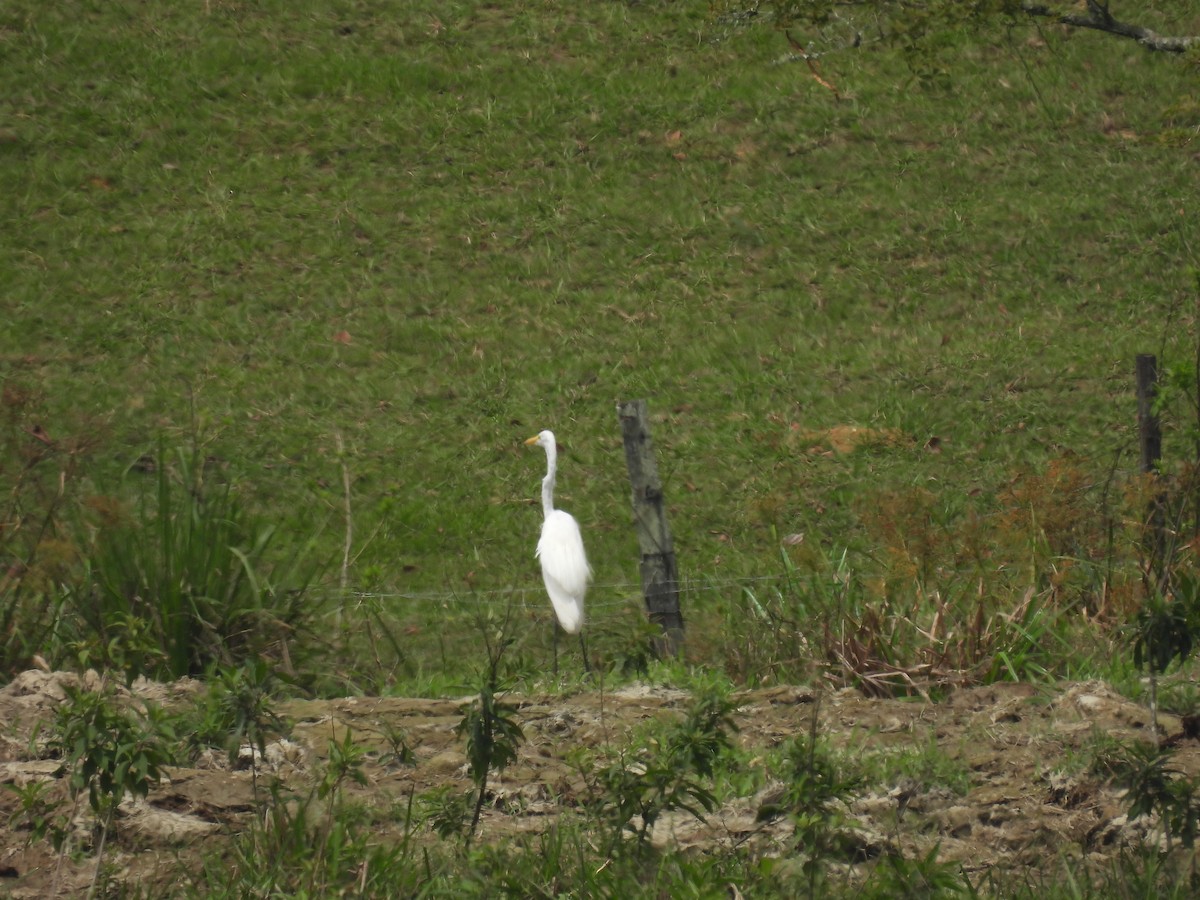 Цасч дэглий - ML643720205