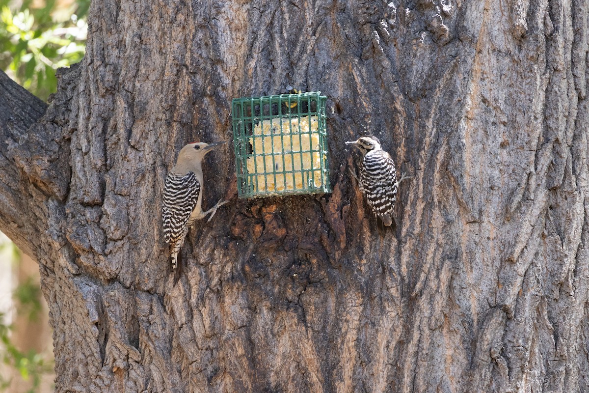 Gila Woodpecker - ML643720211