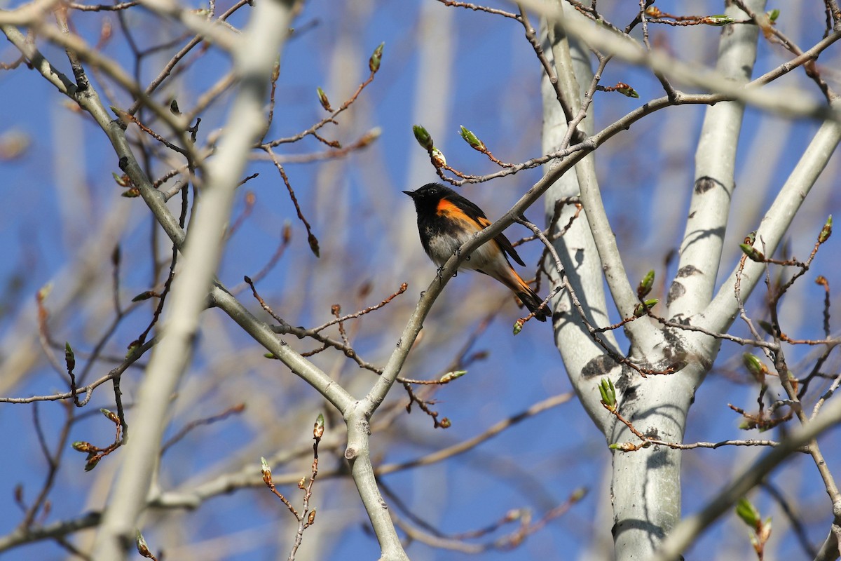 American Redstart - ML643720212