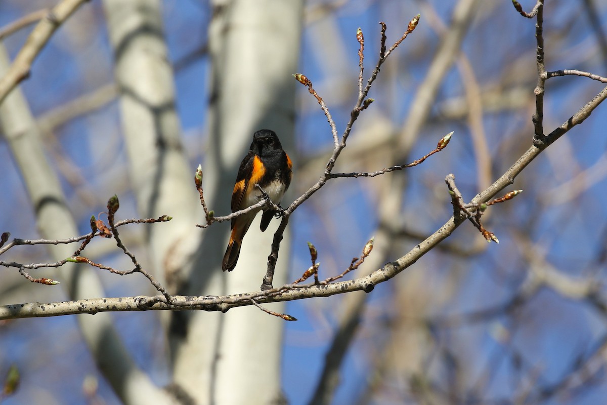 American Redstart - ML643720245