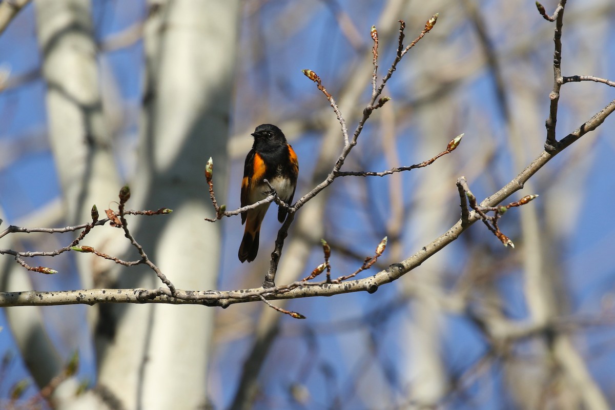 American Redstart - ML643720249