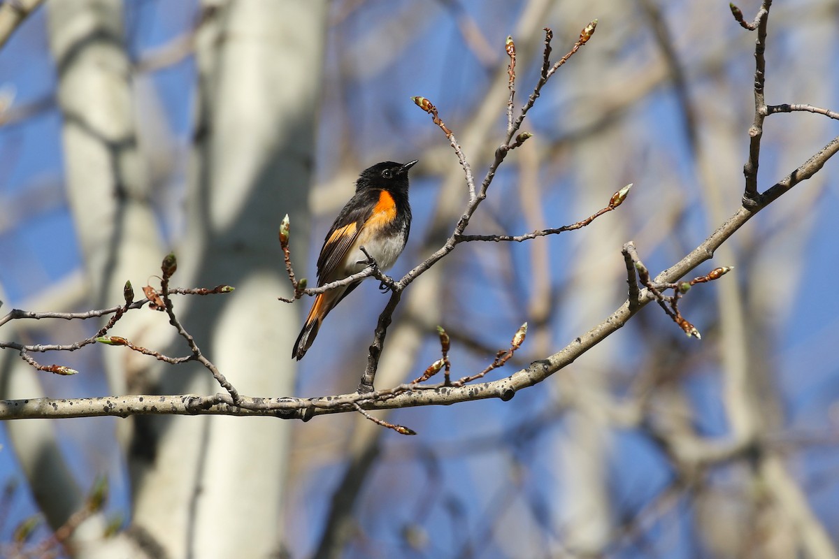 American Redstart - ML643720254