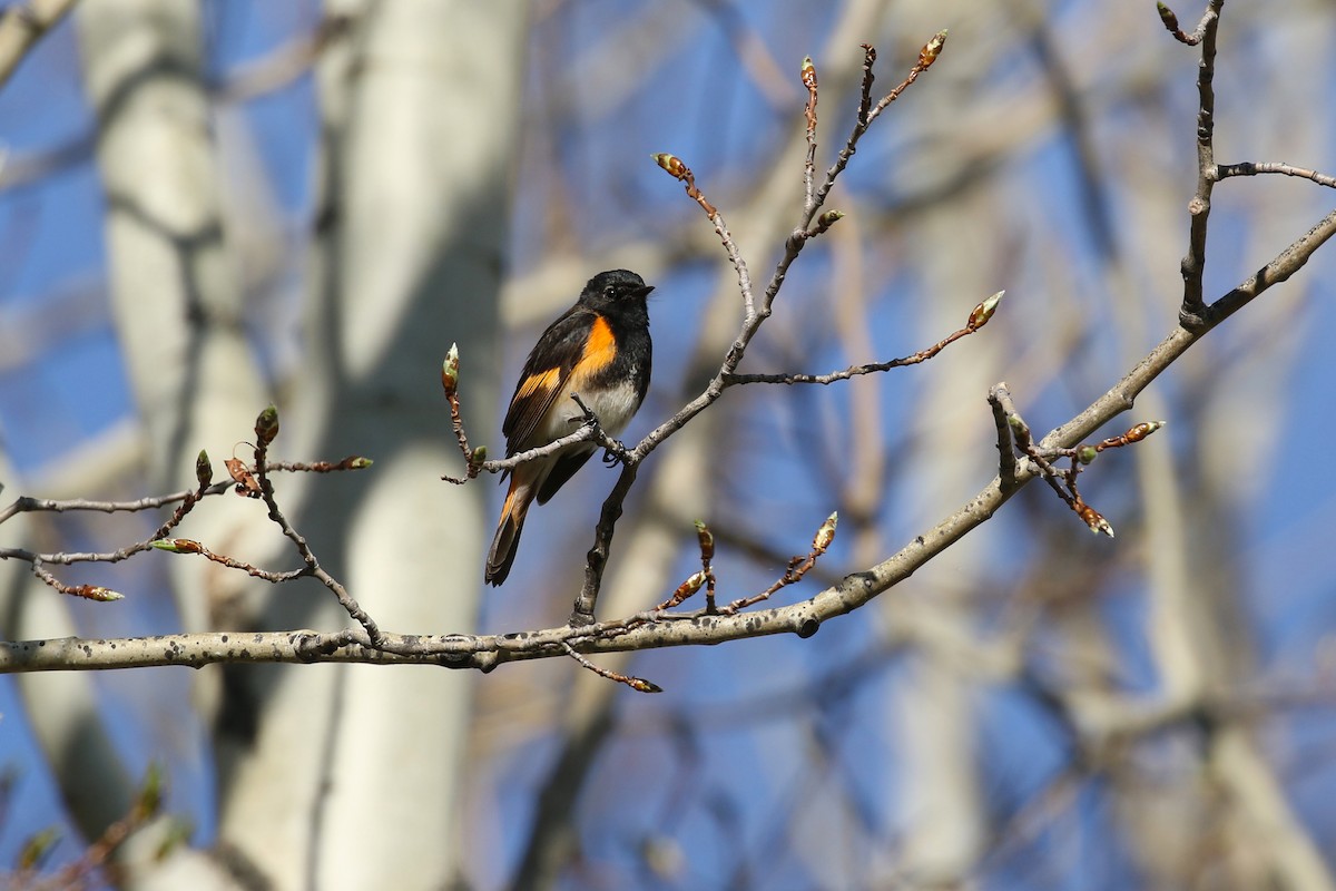 American Redstart - ML643720260