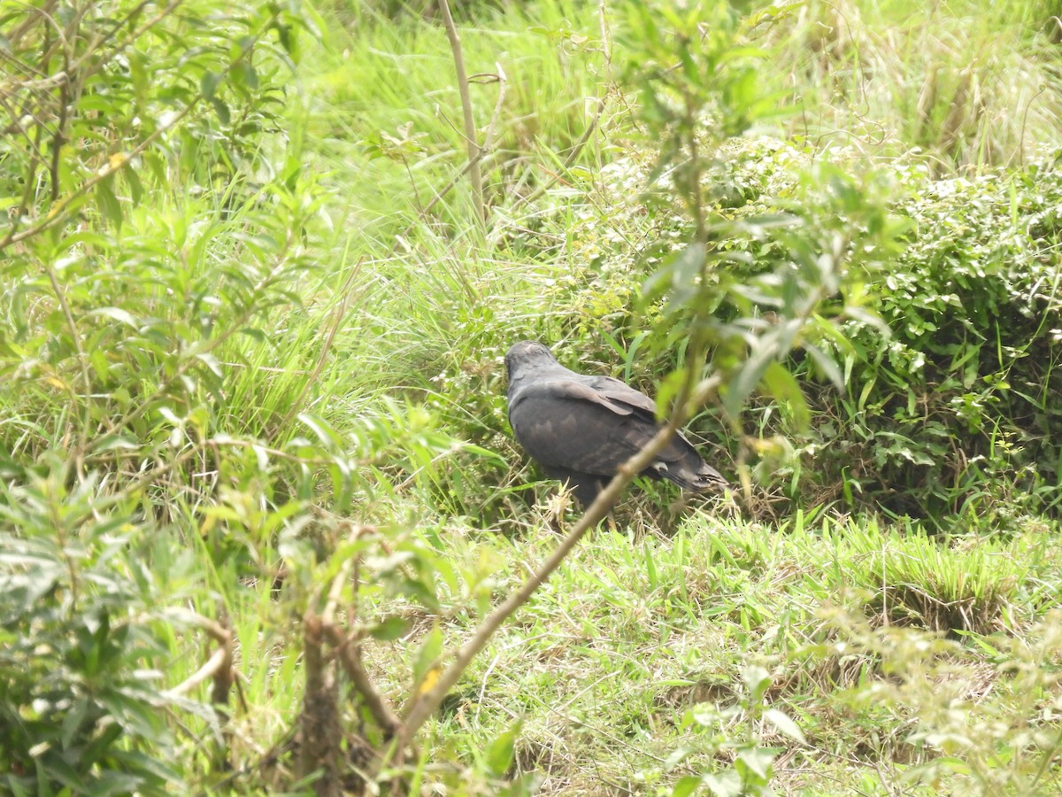 Great Black Hawk - ML643720263