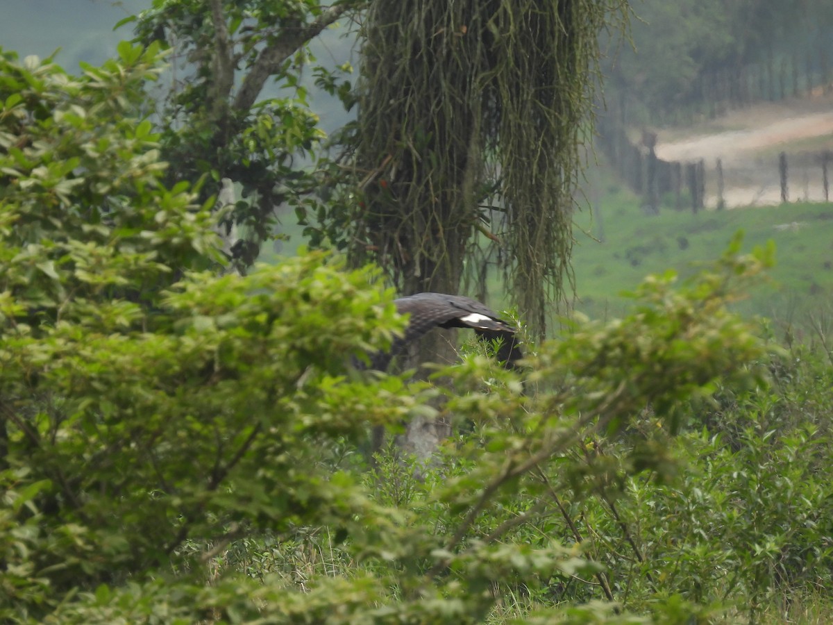 Great Black Hawk - ML643720264