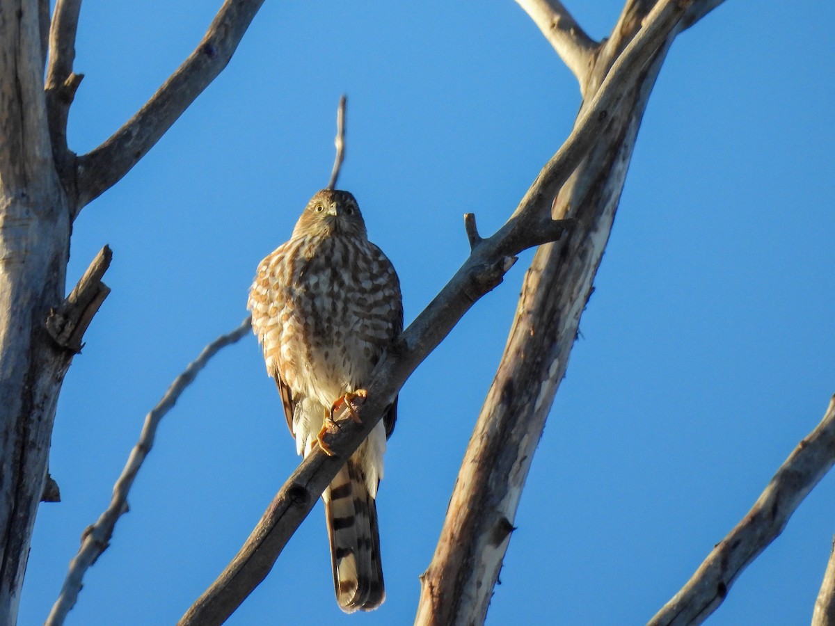 Sharp-shinned Hawk - ML643720276