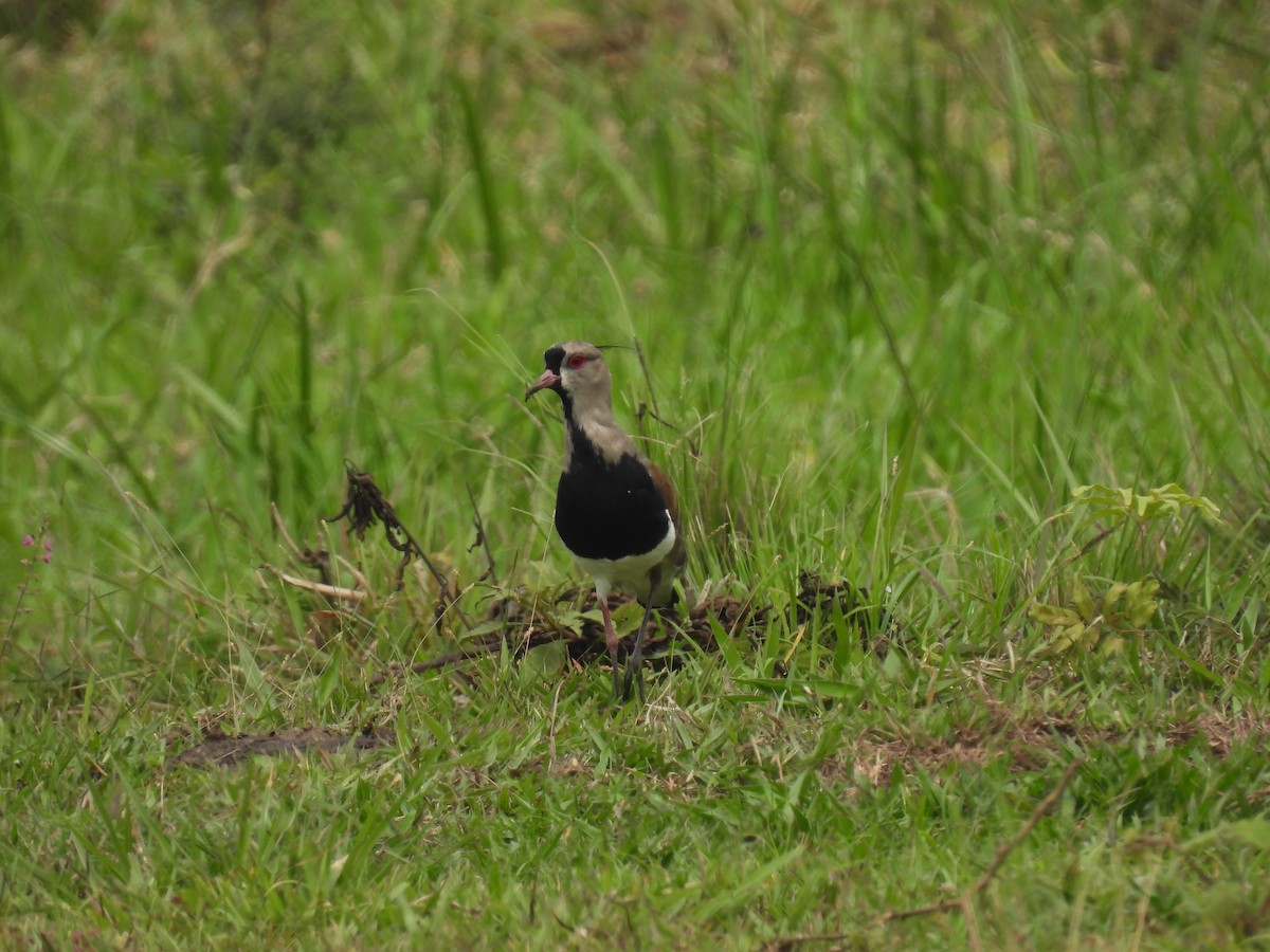 Southern Lapwing - ML643720294