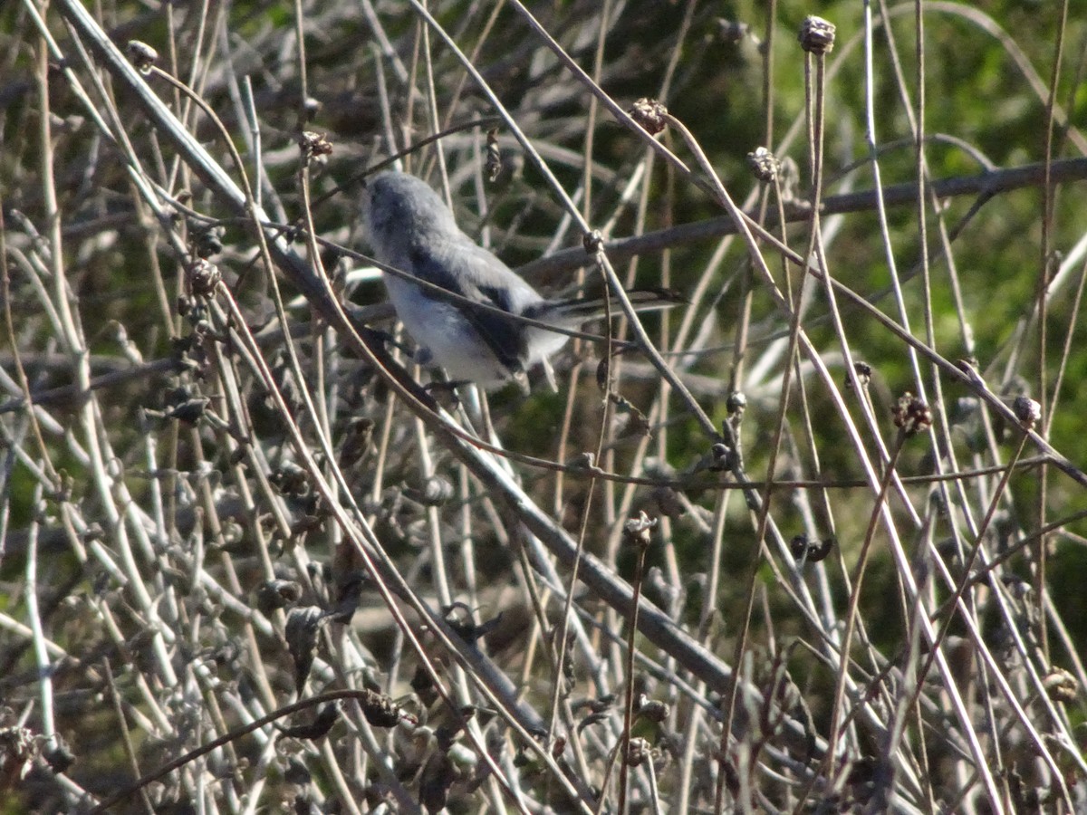 Blue-gray Gnatcatcher (Western) - ML643720300