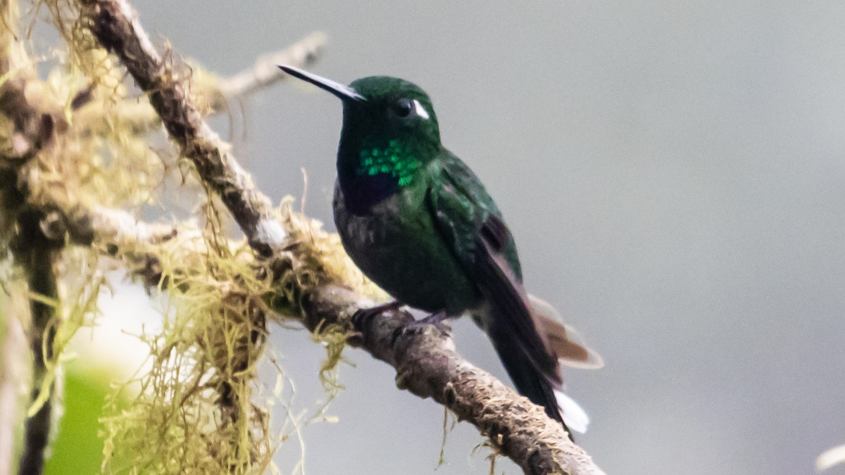Purple-bibbed Whitetip - ML643720303