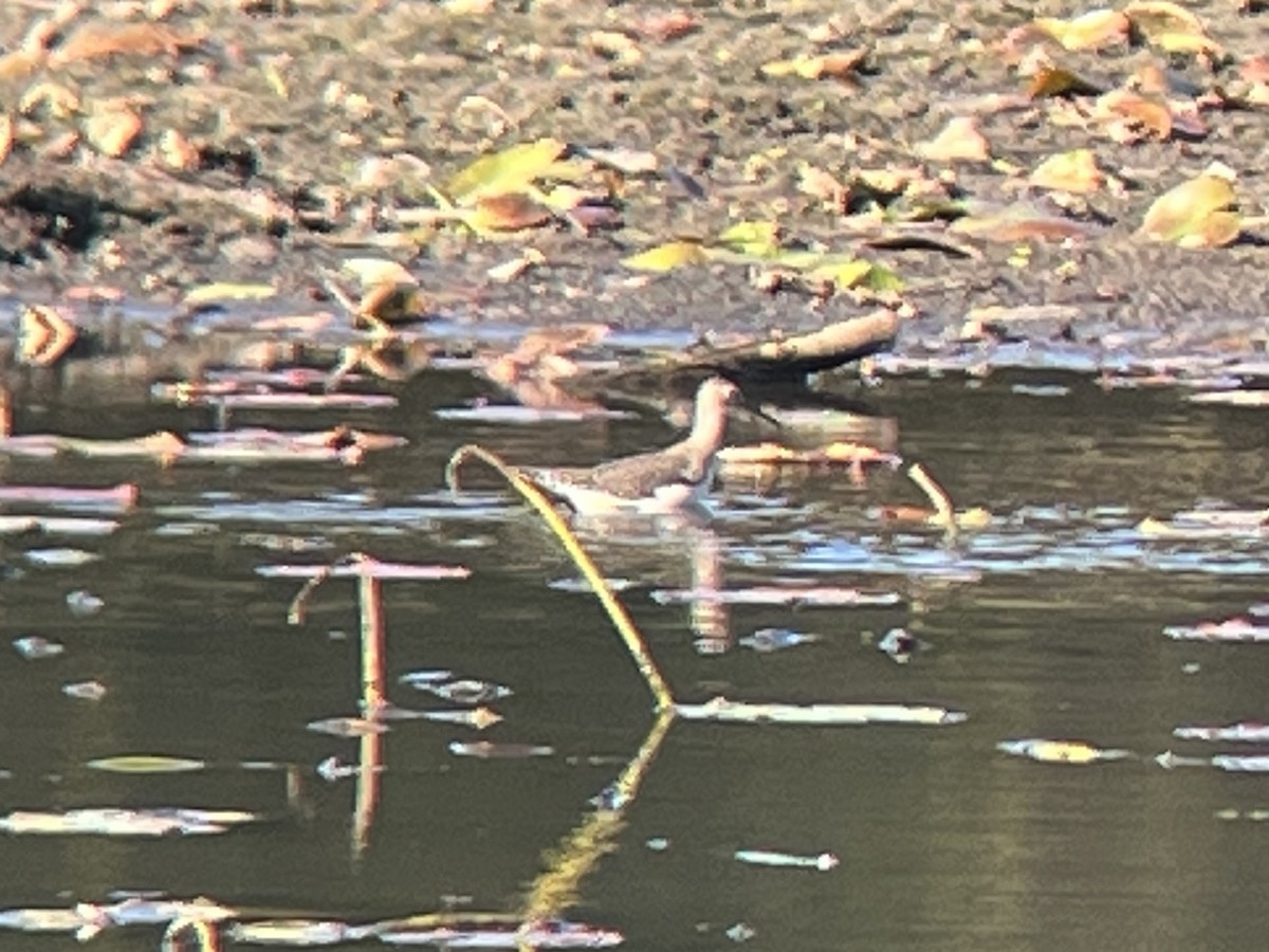 Solitary Sandpiper - ML643720306