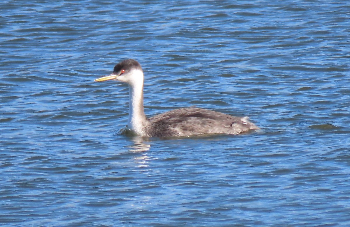 Western Grebe - ML643720311
