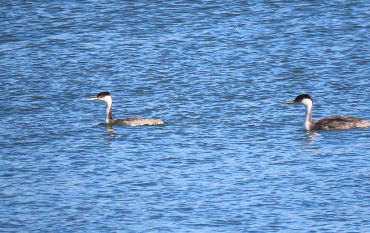 Western Grebe - ML643720312