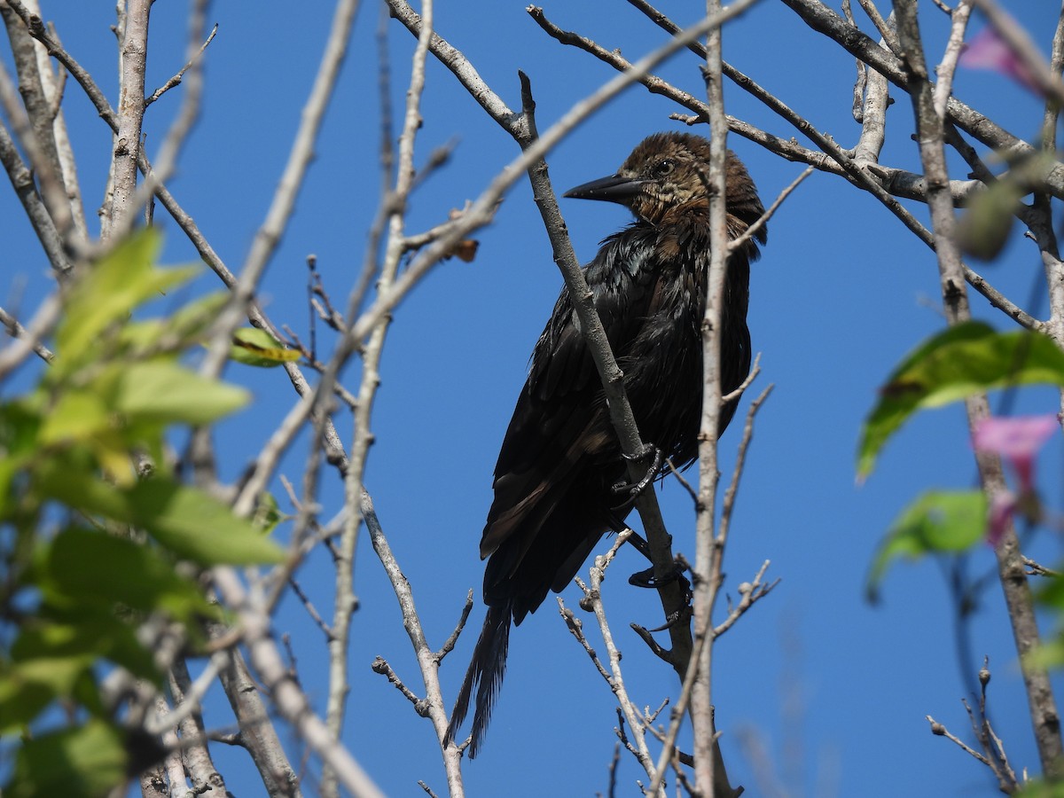 Great-tailed Grackle (Great-tailed) - ML643720317
