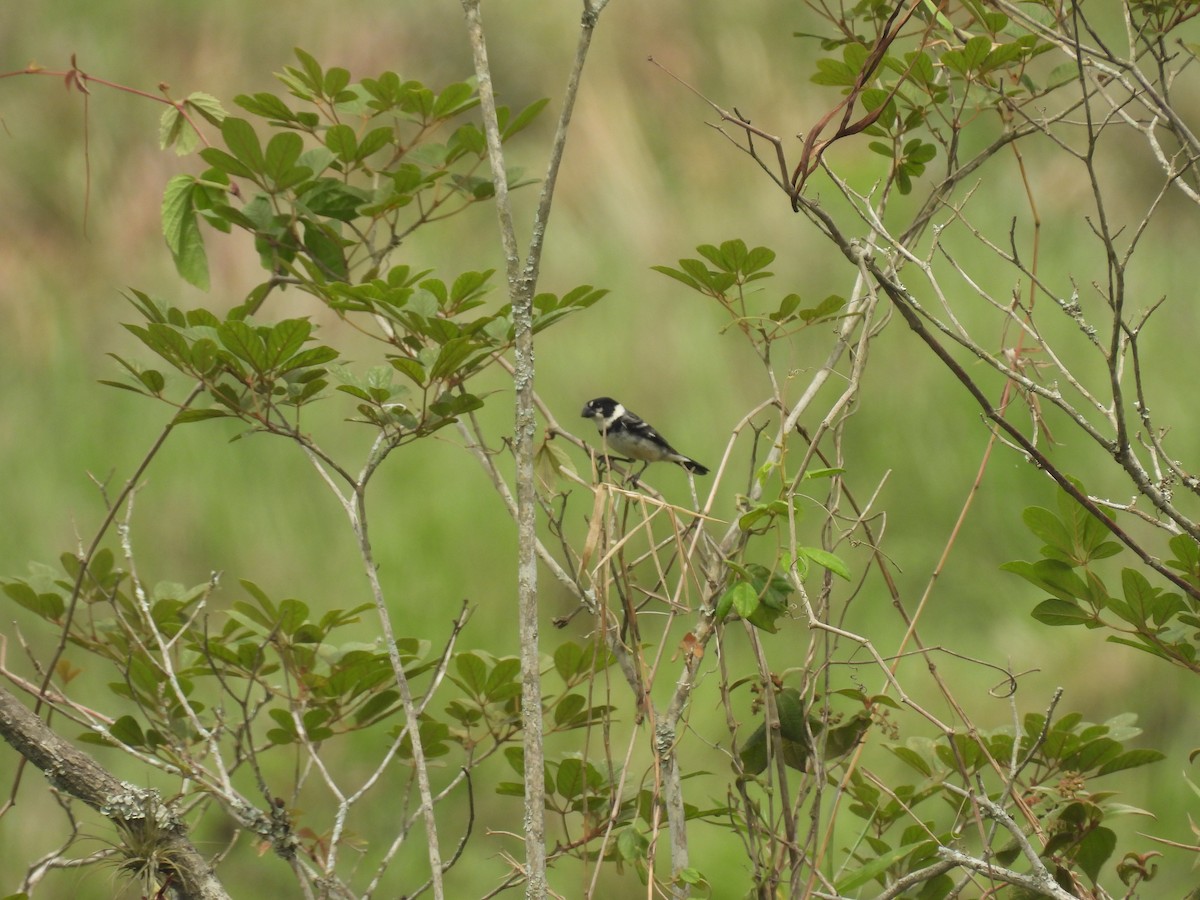 Rusty-collared Seedeater - ML643720324