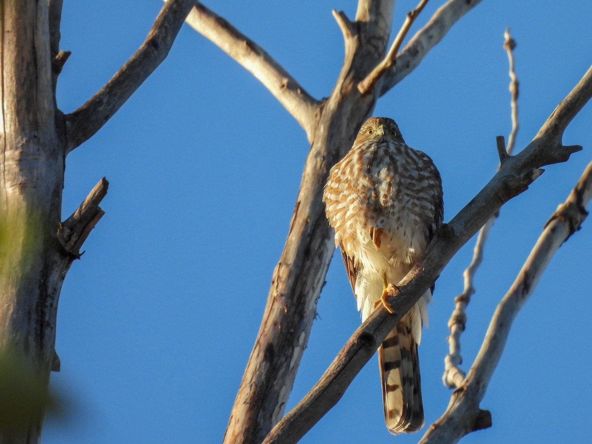 Sharp-shinned Hawk - ML643720328