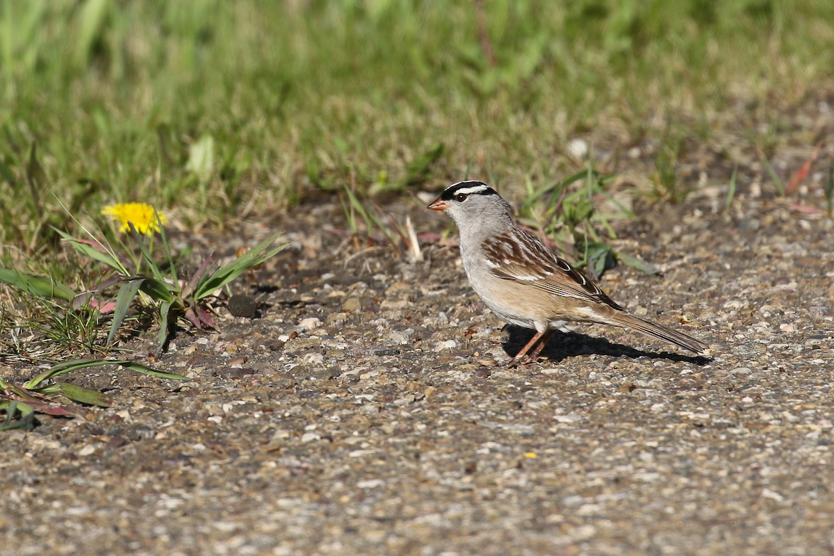 Dachsammer (oriantha) - ML643720338