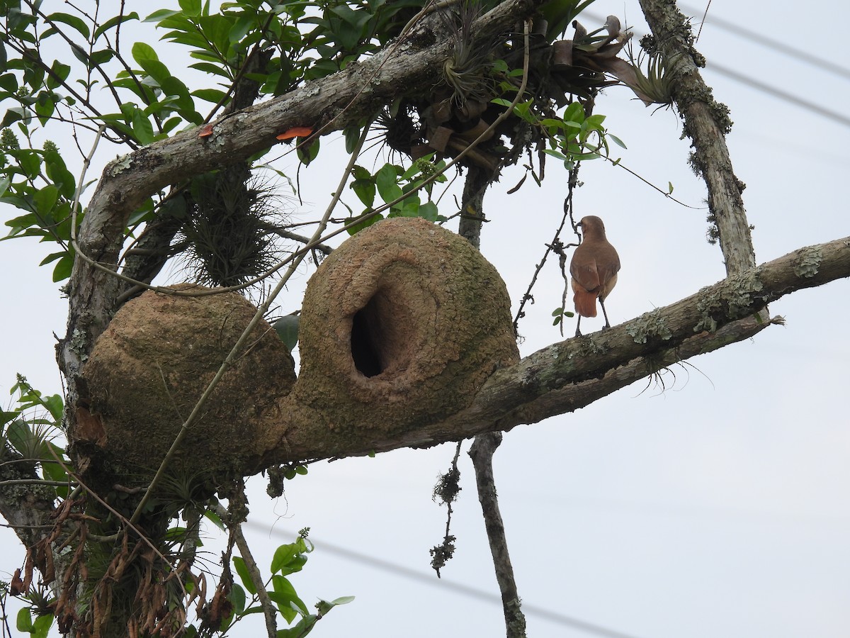 Rufous Hornero - ML643720339