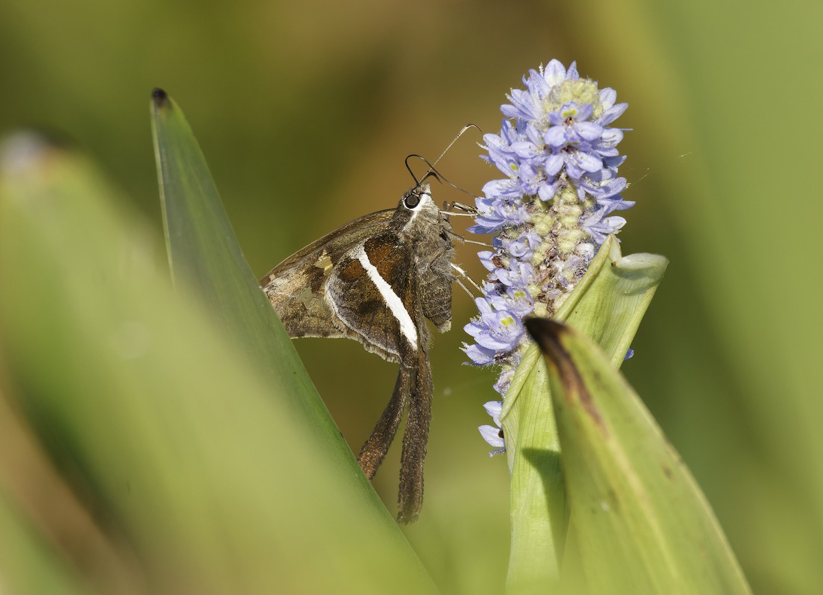 White-striped Longtail - ML643720360