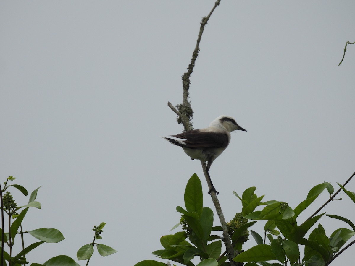 Masked Water-Tyrant - ML643720381