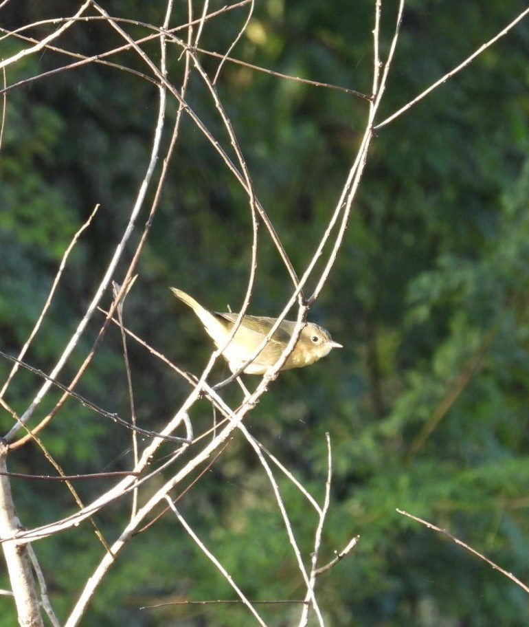 Common Yellowthroat - ML643720387