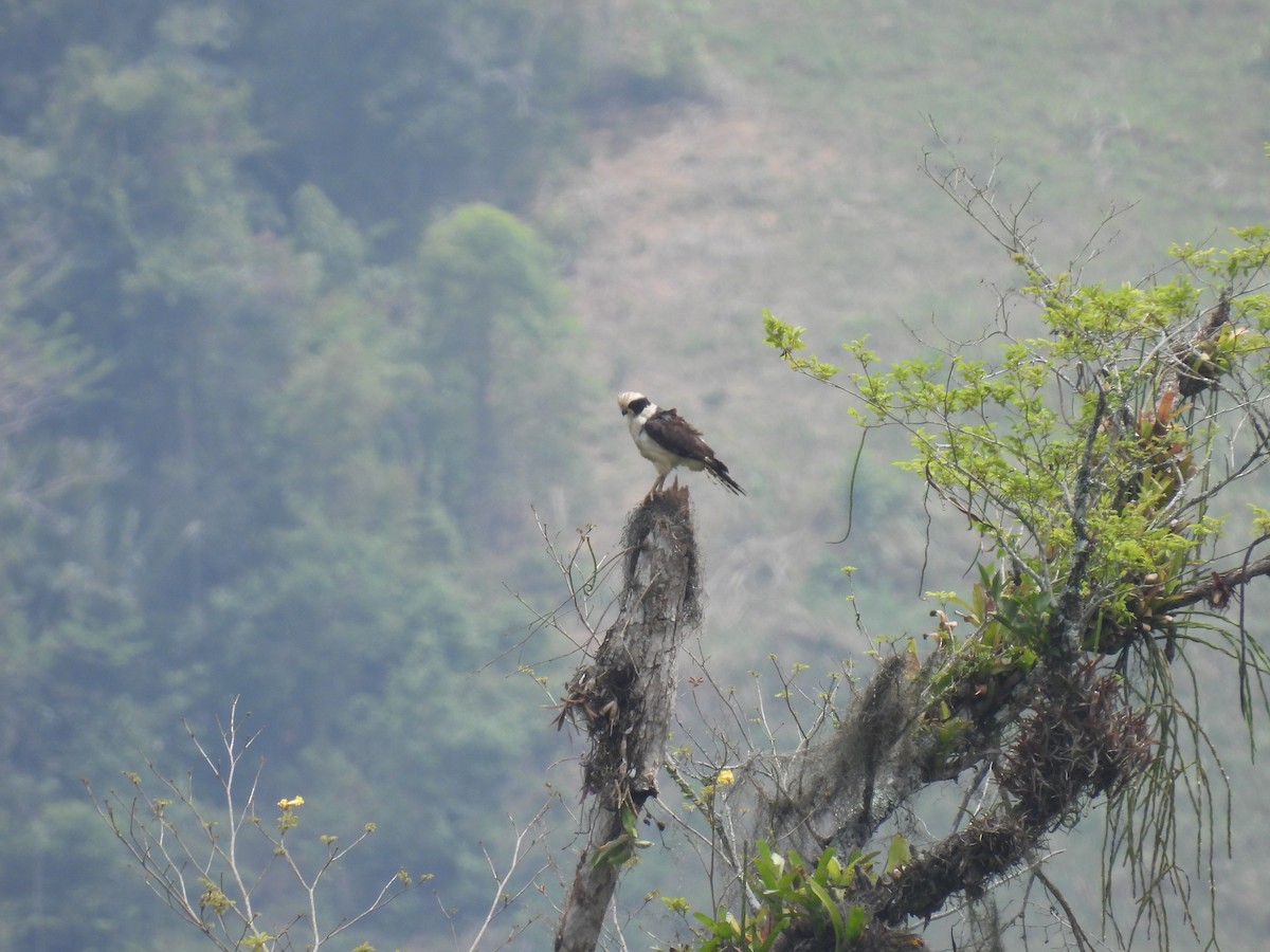 Laughing Falcon - ML643720396