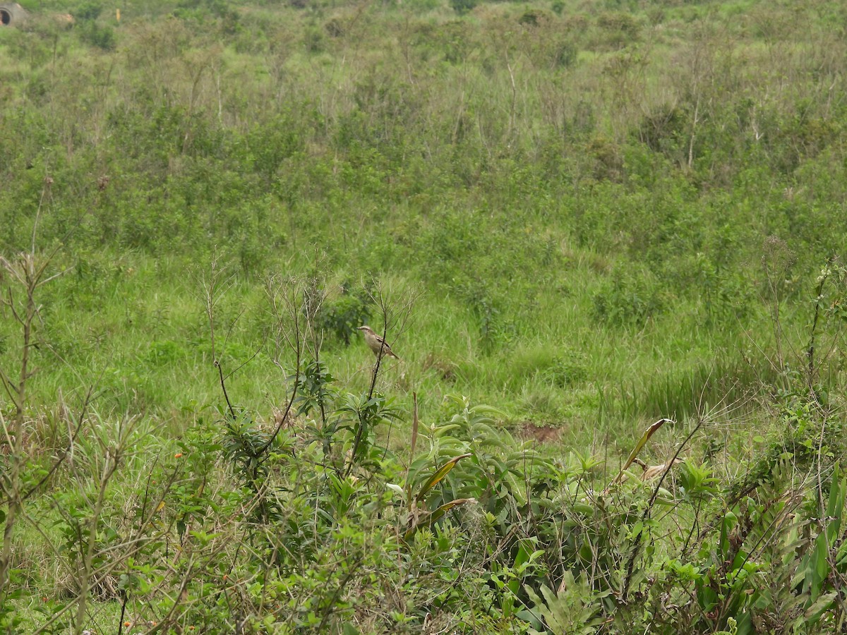 Chalk-browed Mockingbird - ML643720421