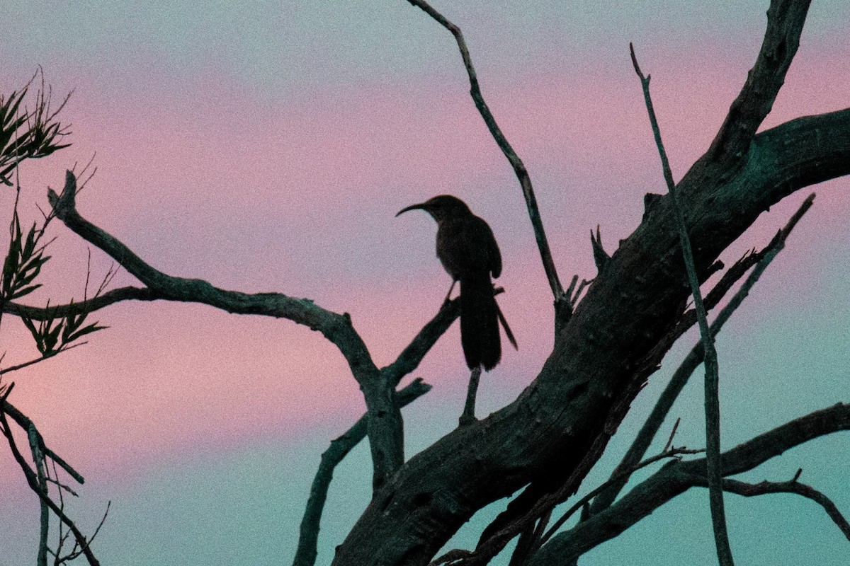 Crissal Thrasher - ML643720485
