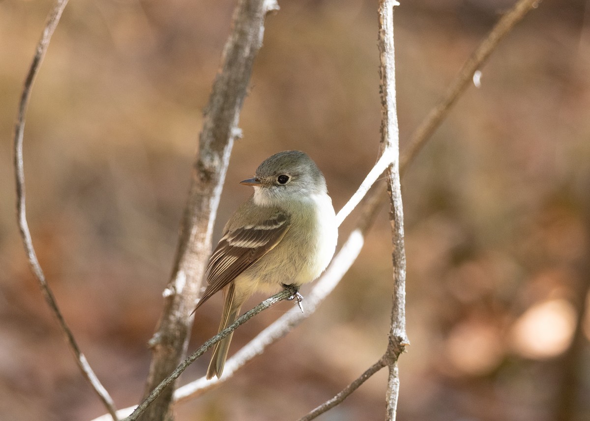 Hammond's Flycatcher - ML643720507