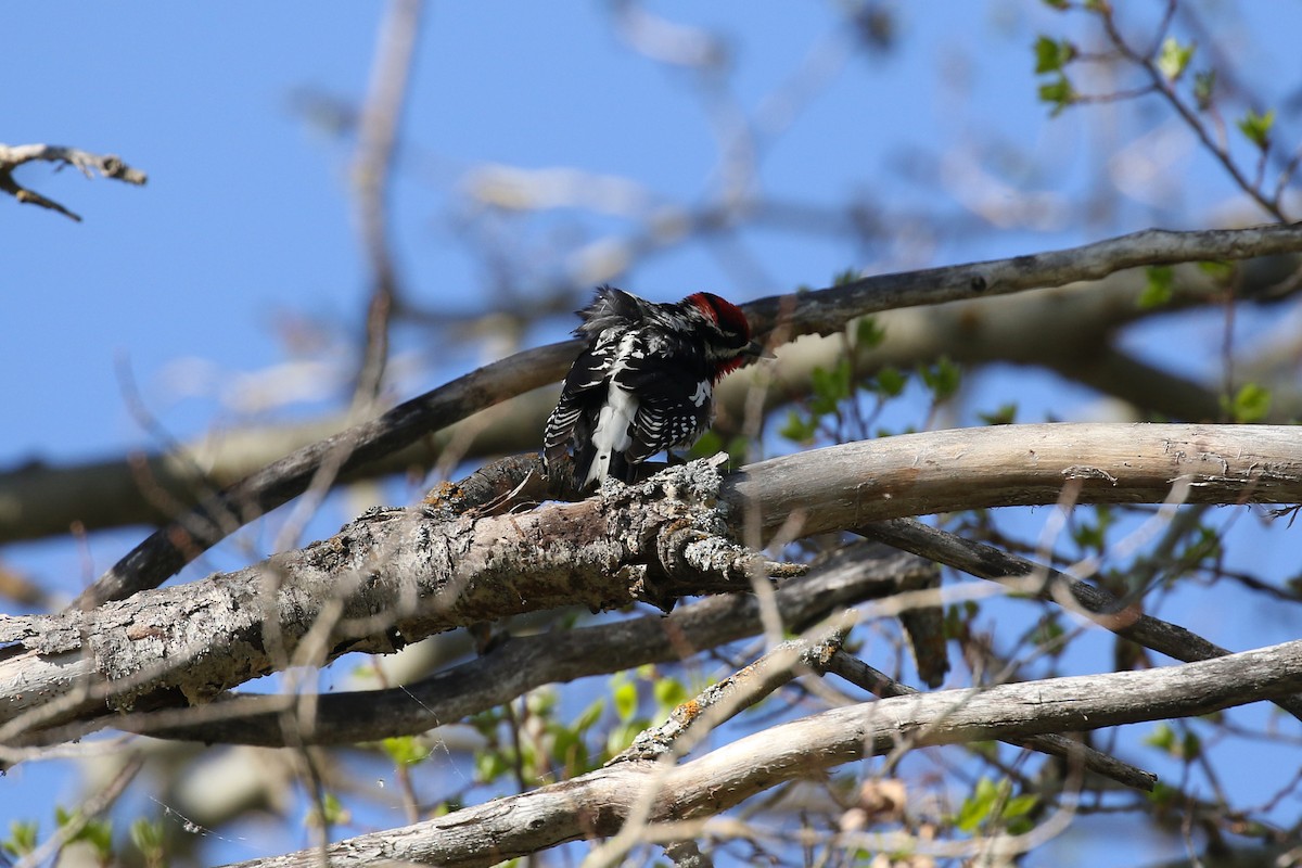 Red-naped Sapsucker - ML643720513
