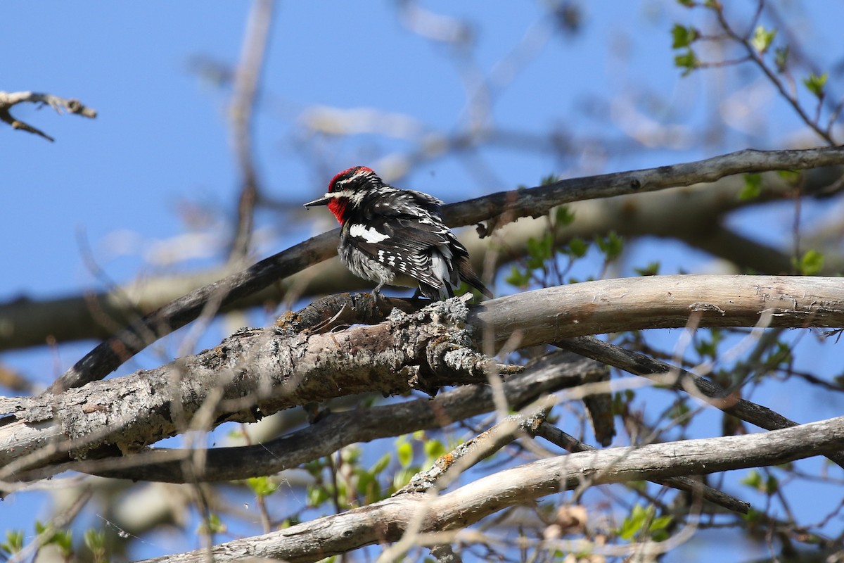 Red-naped Sapsucker - ML643720514