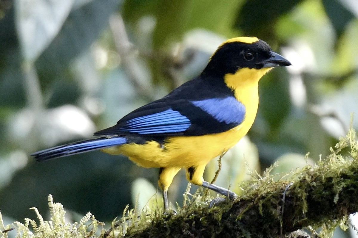 Blue-winged Mountain Tanager - ML643720521