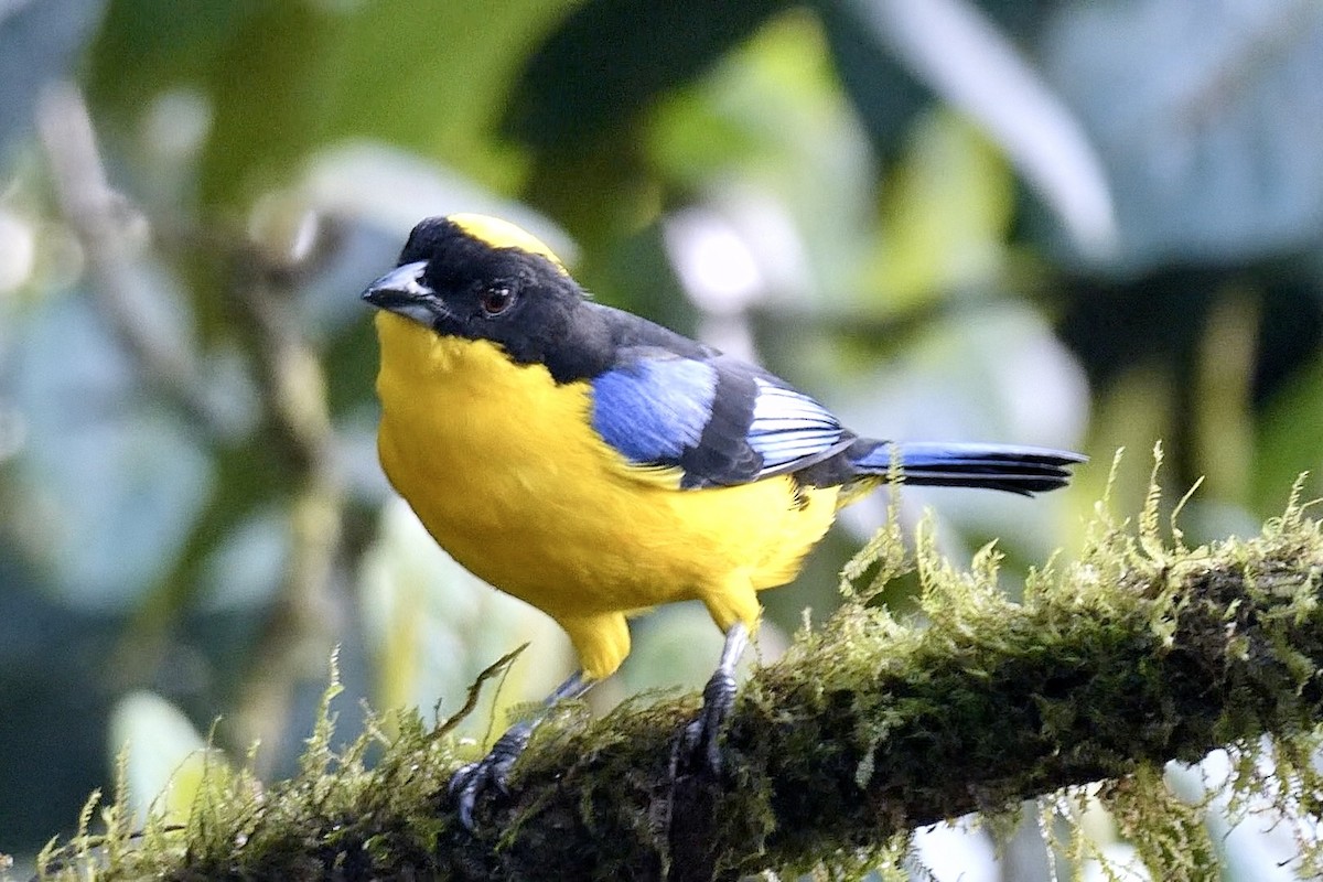 Blue-winged Mountain Tanager - ML643720525