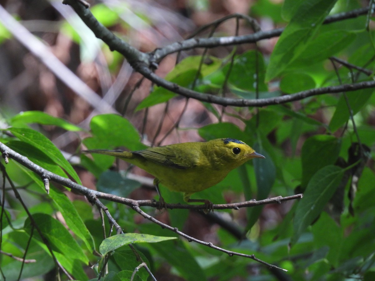 Wilson's Warbler - ML643720528