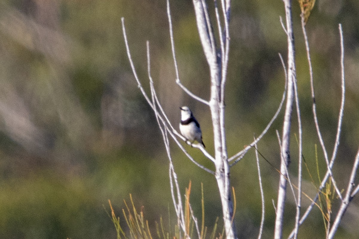 White-fronted Chat - ML643720532