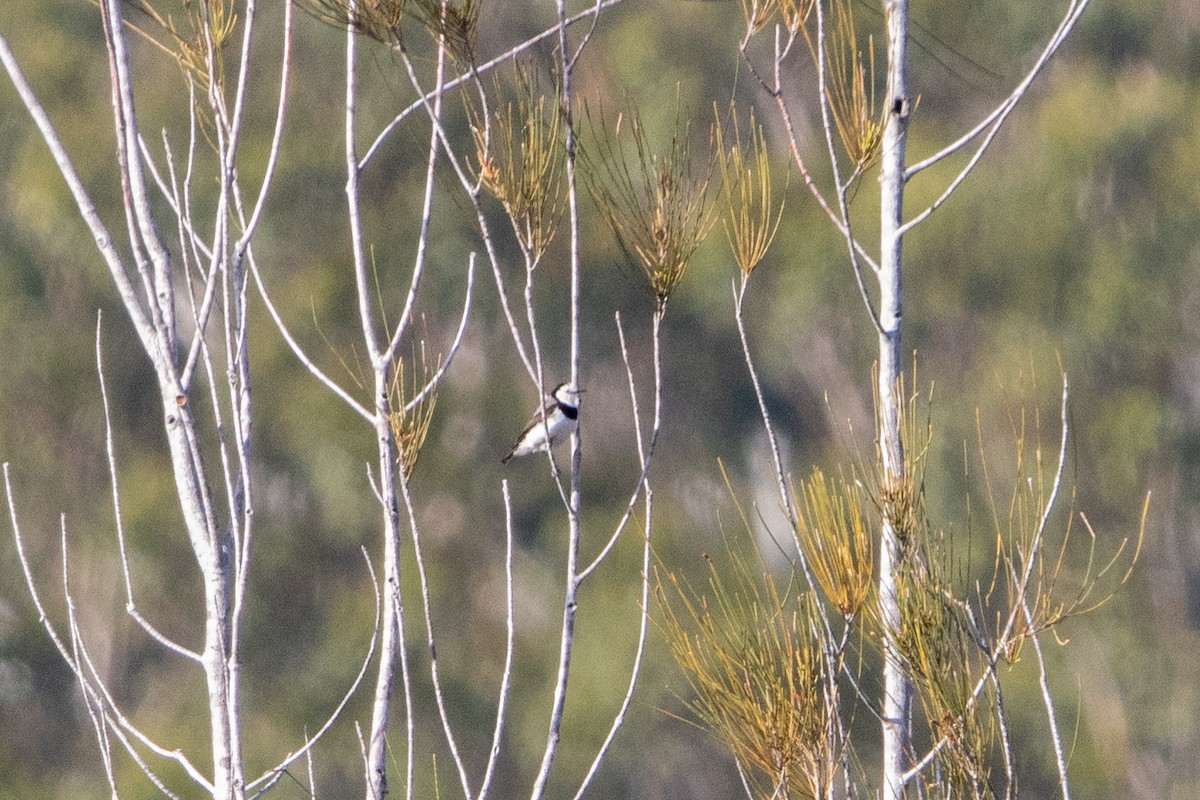 White-fronted Chat - ML643720533