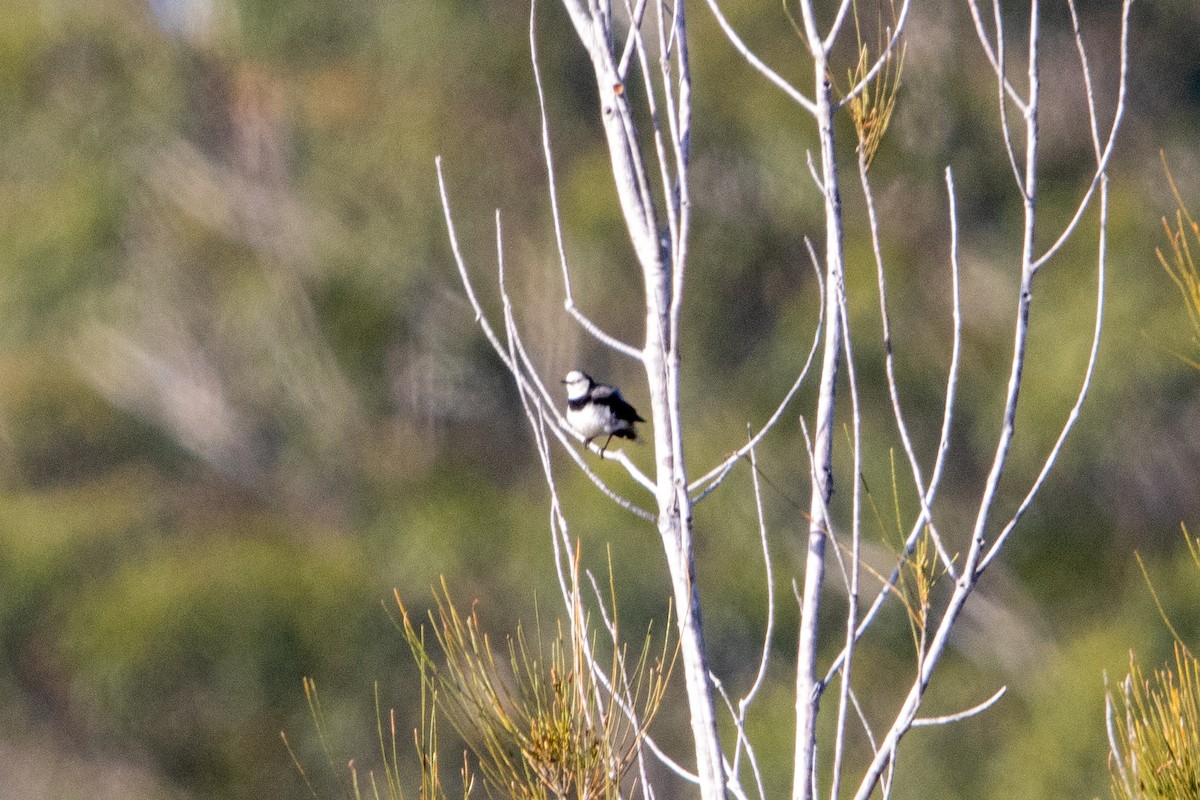 White-fronted Chat - ML643720534