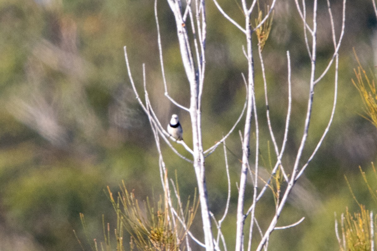 White-fronted Chat - ML643720535