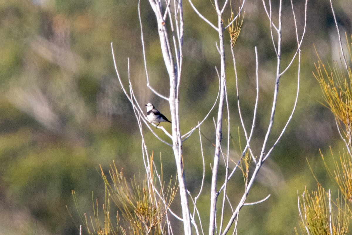 White-fronted Chat - ML643720536