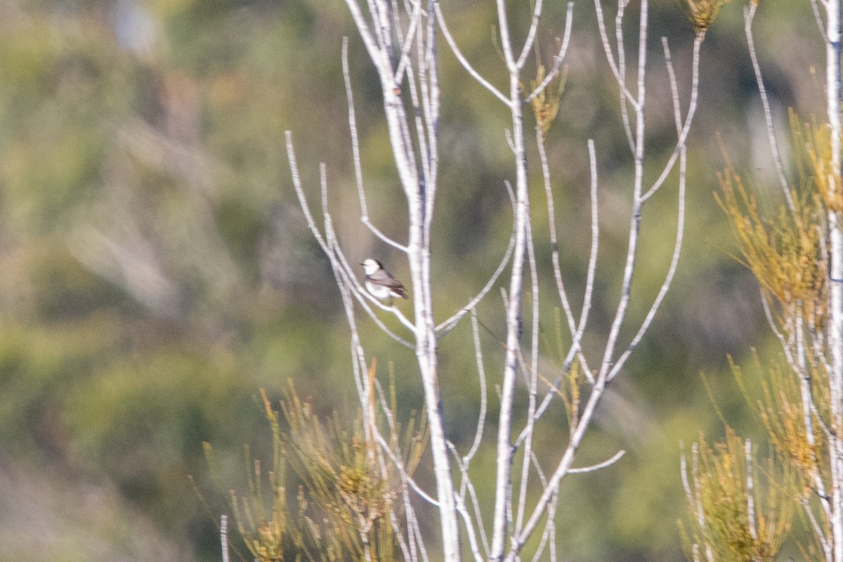 White-fronted Chat - ML643720537