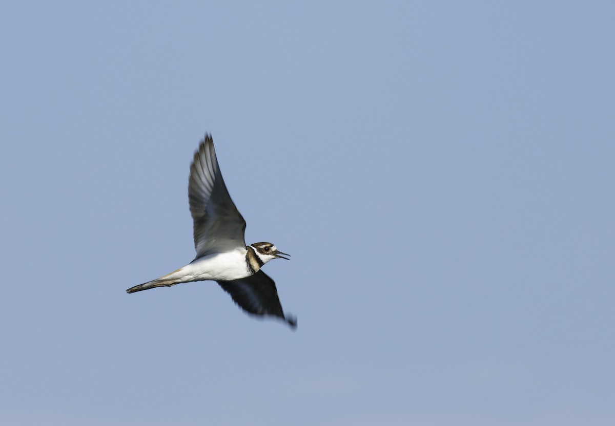 Killdeer - ML643720544