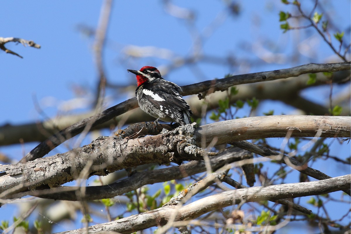Red-naped Sapsucker - ML643720547