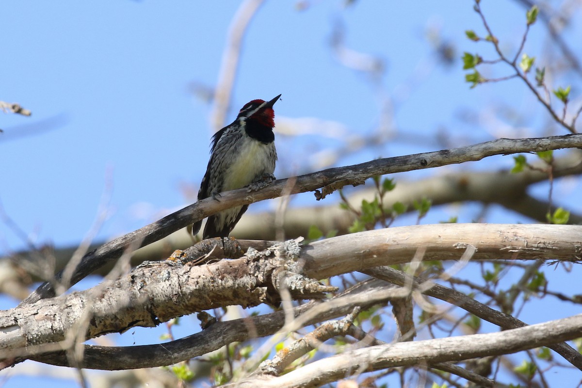 Red-naped Sapsucker - ML643720551