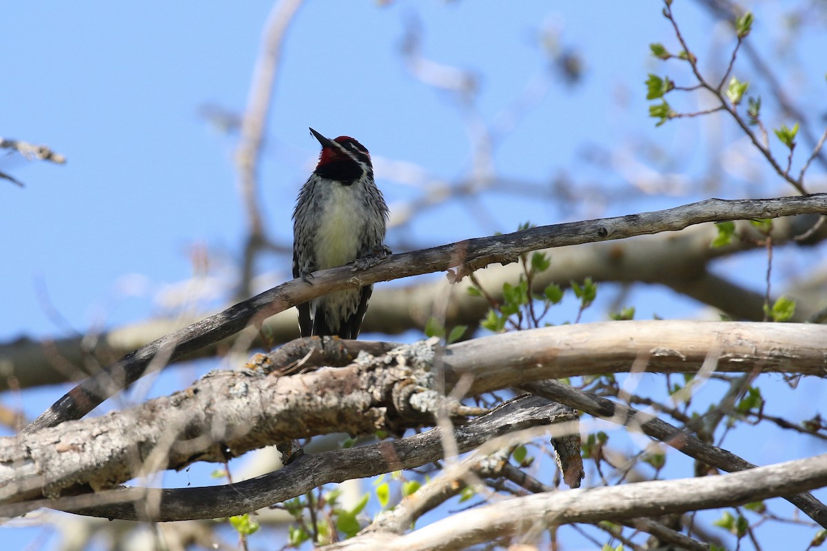Red-naped Sapsucker - ML643720554