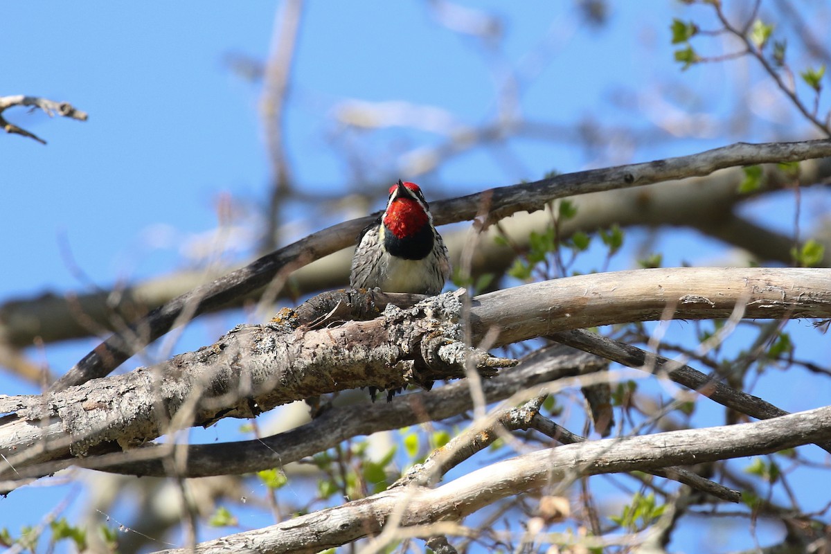 Red-naped Sapsucker - ML643720555
