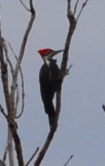 Pileated Woodpecker - ML643720577