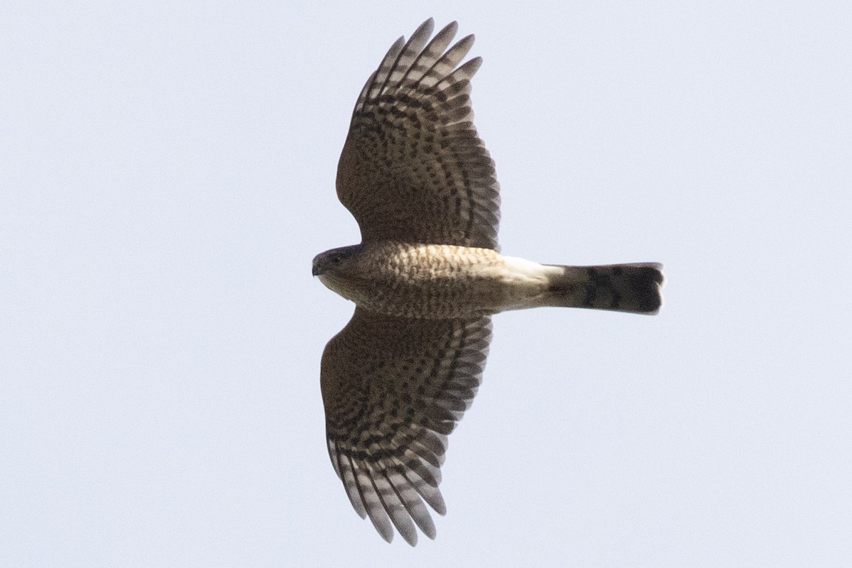 Sharp-shinned Hawk - ML643720579