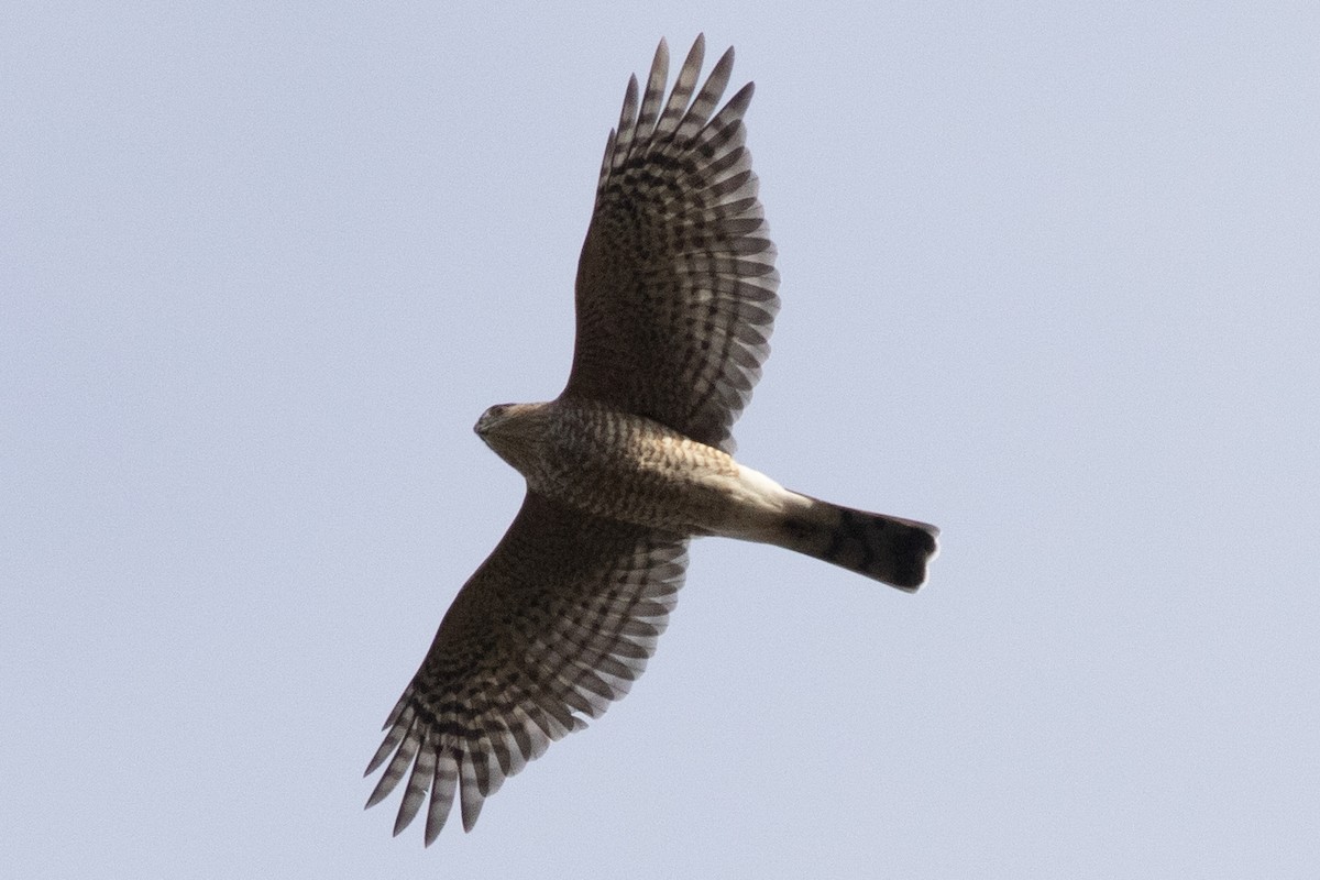 Sharp-shinned Hawk - ML643720580